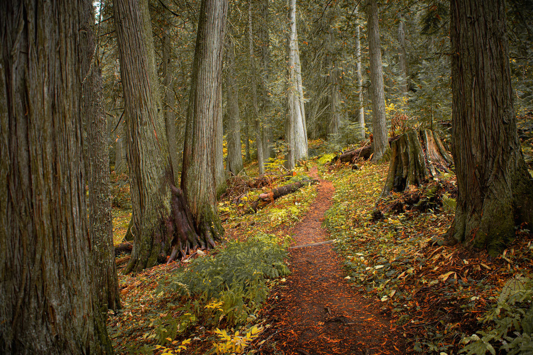 Image of a path in the forest