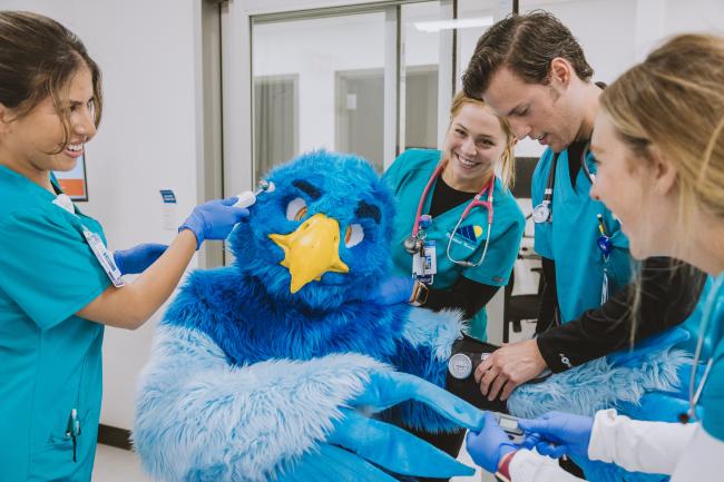 Frankie Falcon checkup